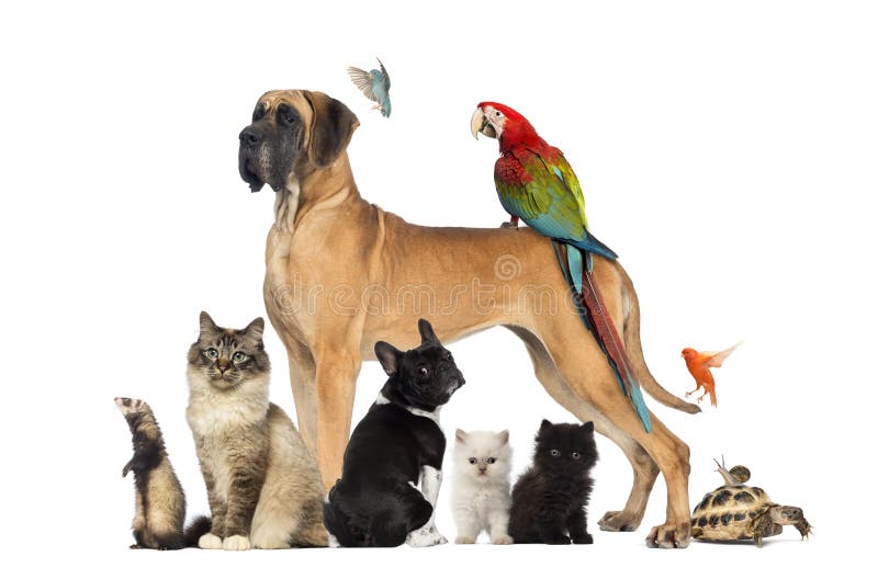 Grupo de animales domésticos - perro, gato, pájaro, reptil, conejo