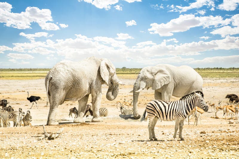 Grupo de animales mezclados salvajes que se relajan en el parque de Etosha fotos de archivo libres de regalías Grupo de animales mezclados salvajes que se relajan en el parque de Etosha fotos de archivo libres de regalías