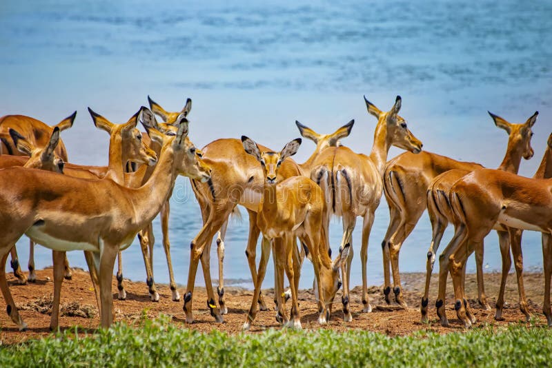 Grupo De Antílopes Salvajes De Safari Africanos Juntos En Las Praderas Del Este De Tsavo En Kenya áfrica. En El Fondo Foto de archivo - Imagen de negro, impala: 215254714