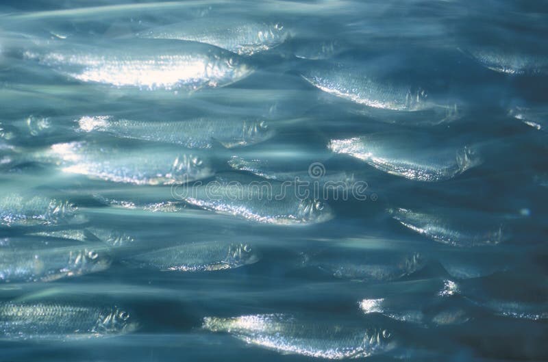 Grupo de arenques atlánticos que se mueven bajo el agua imagen de archivo Grupo de arenques atlánticos que se mueven bajo el agua imagen de archivo