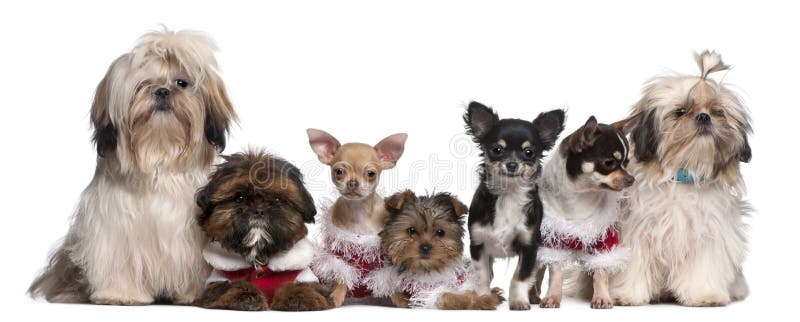 Grupo de assento dos cães imagem de stock royalty free Grupo de assento dos cães imagem de stock royalty free