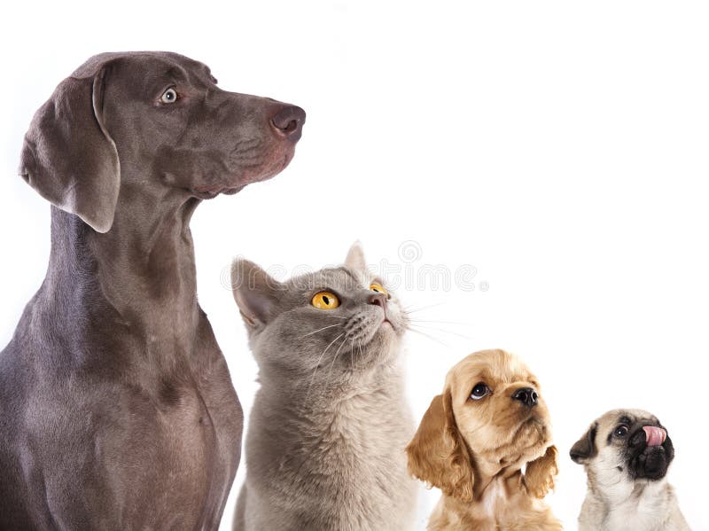 Grupo De Gatinhos E De Filhotes De Cachorro Foto de Stock - Imagem de  cachorros, jogo: 25336556