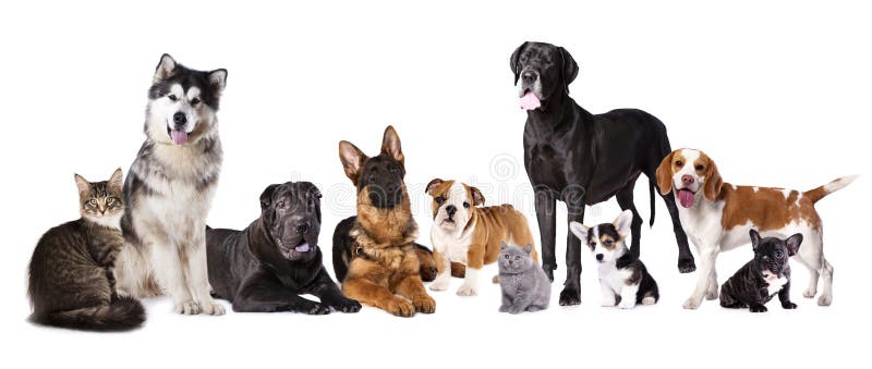 Grupo De Gatinhos E De Filhotes De Cachorro Foto de Stock - Imagem de  cachorros, jogo: 25336556