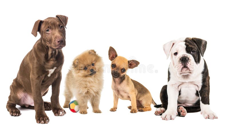 Grupo De Gatinhos E De Filhotes De Cachorro Foto de Stock - Imagem de  cachorros, jogo: 25336556