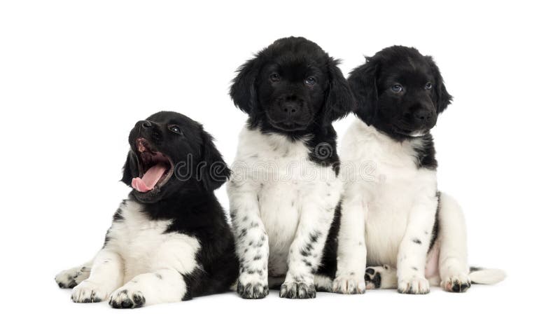 Grupo de cachorrinhos de Stabyhoun em seguido, imagem de stock Grupo de cachorrinhos de Stabyhoun em seguido, imagem de stock
