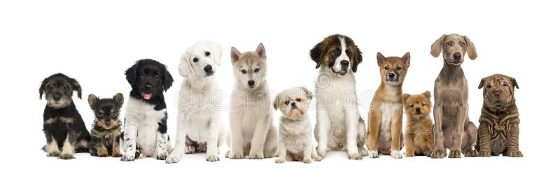 Grupo de cachorrinhos em seguido, isolado imagem de stock Grupo de cachorrinhos em seguido, isolado imagem de stock