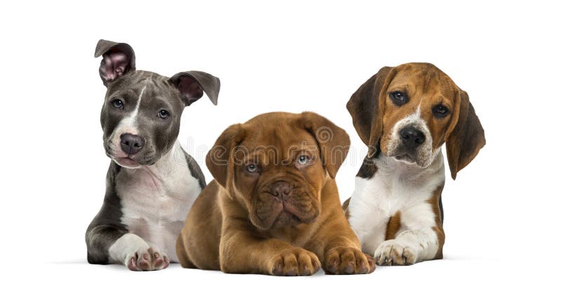 Grupo de cachorrinhos que encontram-se contra o fundo branco imagens de stock royalty free Grupo de cachorrinhos que encontram-se contra o fundo branco imagens de stock royalty free