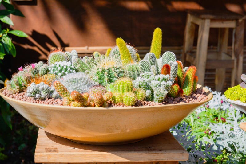 Grupo De Cactus En La Decoración De Macetas De Cerámica En El Jardín Foto  de archivo - Imagen de moderno, doméstico: 168534364