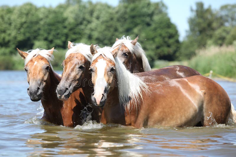 Batch of young chestnut horses in the water. Batch of young chestnut horses in the water