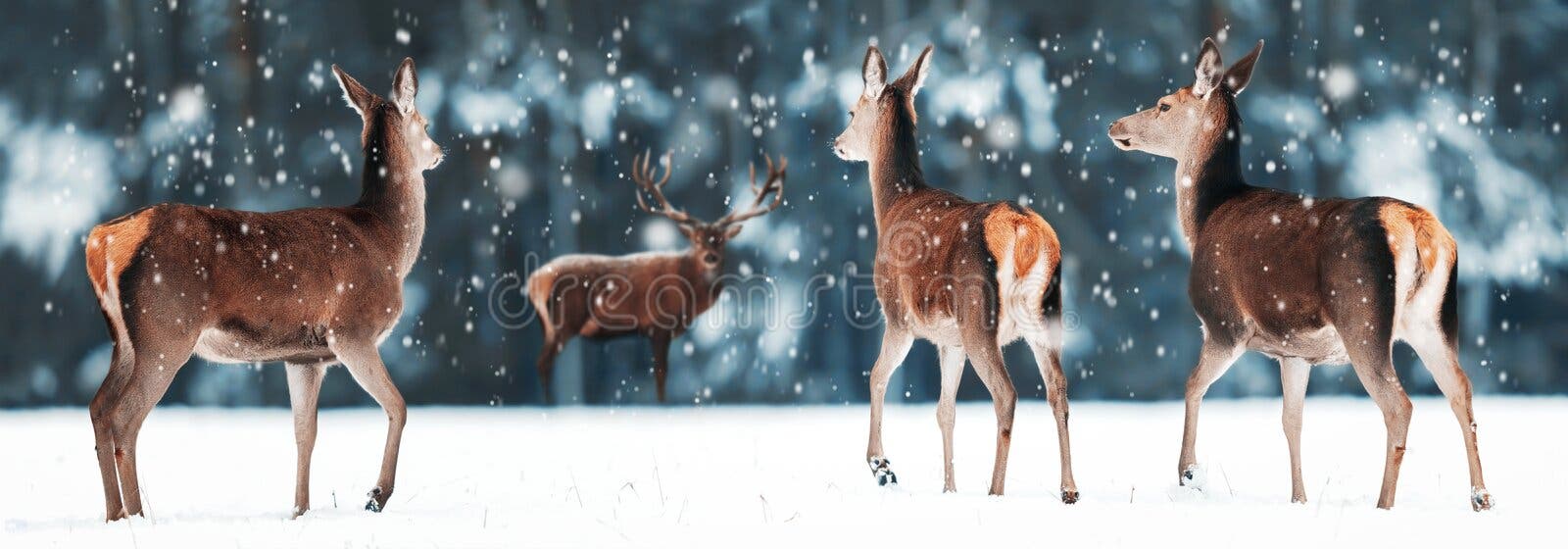 Dois Cervos Fêmeas Pastando Na Grama Verde. Close-up De Animais Dobrados No  Chão Em Busca De Comida Foto Royalty Free, Gravuras, Imagens e Banco de  fotografias. Image 197887492