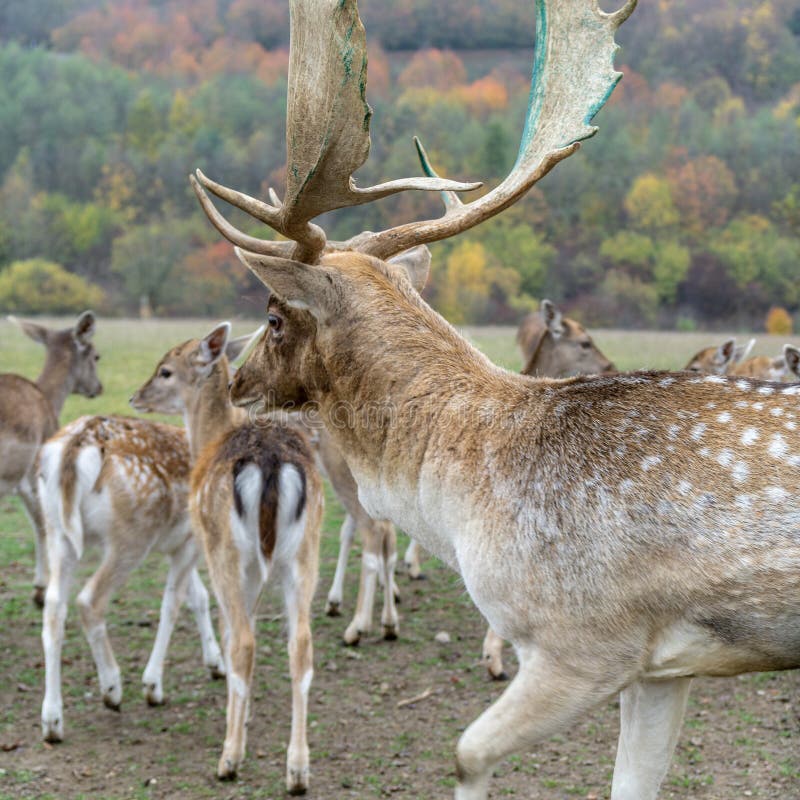 Jovem corça foto de stock. Imagem de animal, selvagem - 29232578