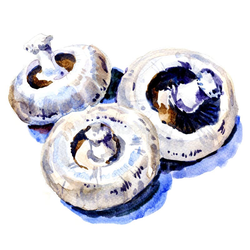 Grupo de champiñones frescos blancos ilustración del vector