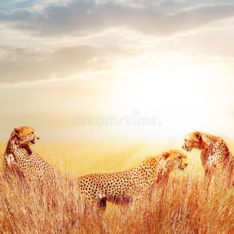 Grupo de chitas no savana africano Contra o céu bonito Tanzânia, parque nacional de Serengeti Vida selvagem de África fotos de stock royalty free Grupo de chitas no savana africano Contra o céu bonito Tanzânia, parque nacional de Serengeti Vida selvagem de África fotos de stock royalty free