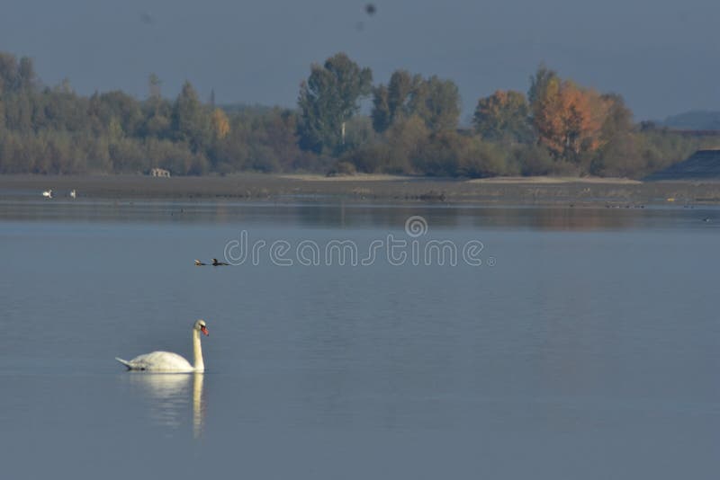 Grupo de cisnes que se sientan en el lago. Cygnus aves silvestres durante la temporada de otoño fotografía de archivo