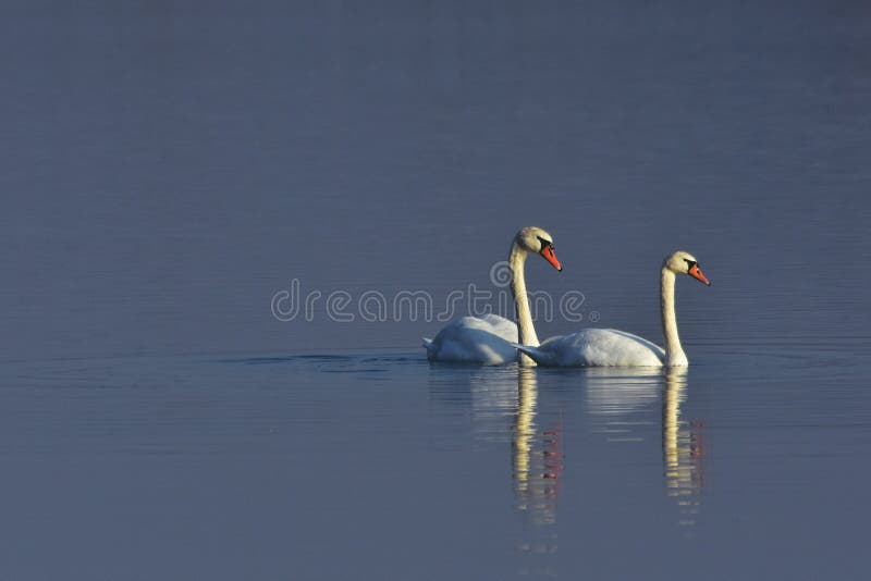 Grupo de cisnes que se sientan en el lago. Cygnus aves silvestres durante la temporada de otoño imágenes de archivo libres de regalías
