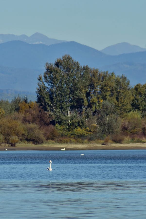 Grupo de cisnes que se sientan en el lago. Cygnus aves silvestres durante la temporada de otoño imagen de archivo