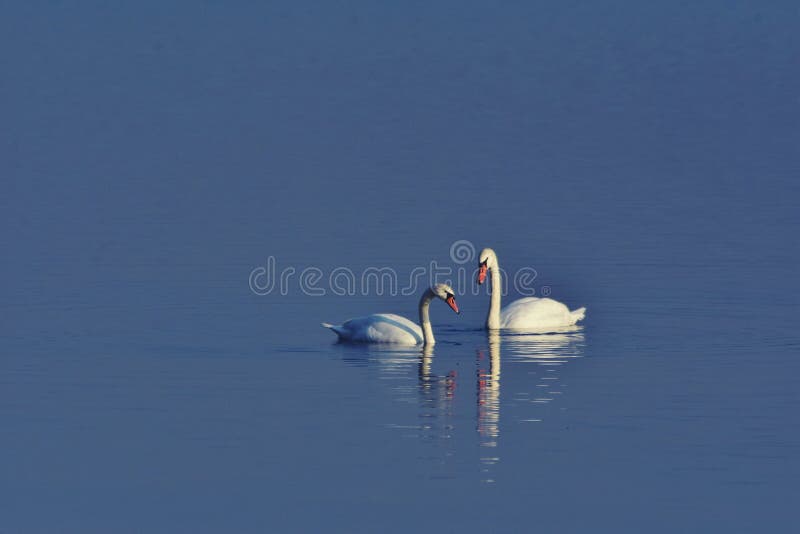 Grupo de cisnes sentados en el lago. aves cygnus silvestres durante la temporada de verano imagen de archivo libre de regalías