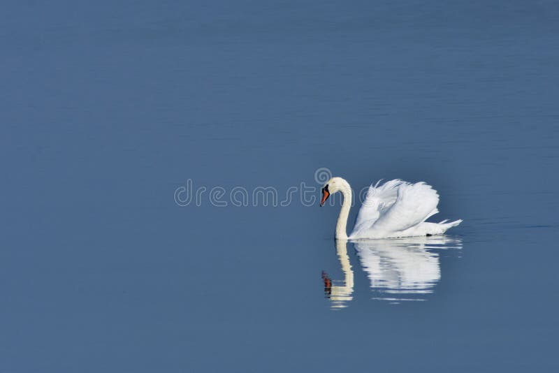 Grupo de cisnes sentados en el lago. aves cygnus en estado salvaje durante la temporada de otoño foto de archivo