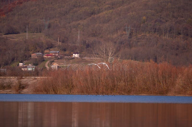 Grupo de cisnes sobrevolando el lago. aves cygnus en estado salvaje durante la temporada de otoño foto de archivo
