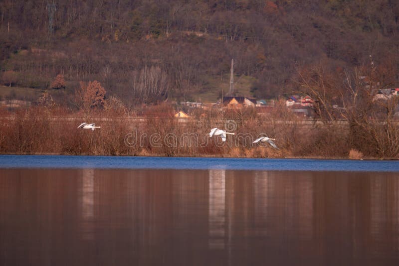 Grupo de cisnes sobrevolando el lago. aves cygnus en estado salvaje durante la temporada de otoño fotografía de archivo
