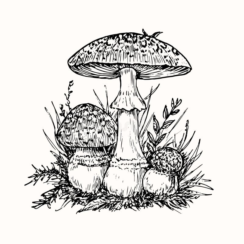 Cogumelo Amanita muscaria, casa de cogumelo, pintado, chapéu, mão png