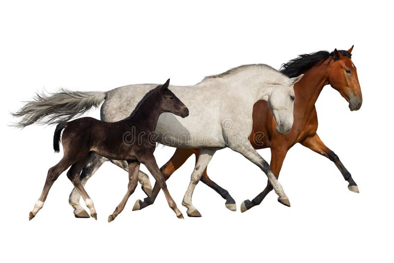 Foto de Cavalo De Corrida Vermelho Frente e mais fotos de stock de