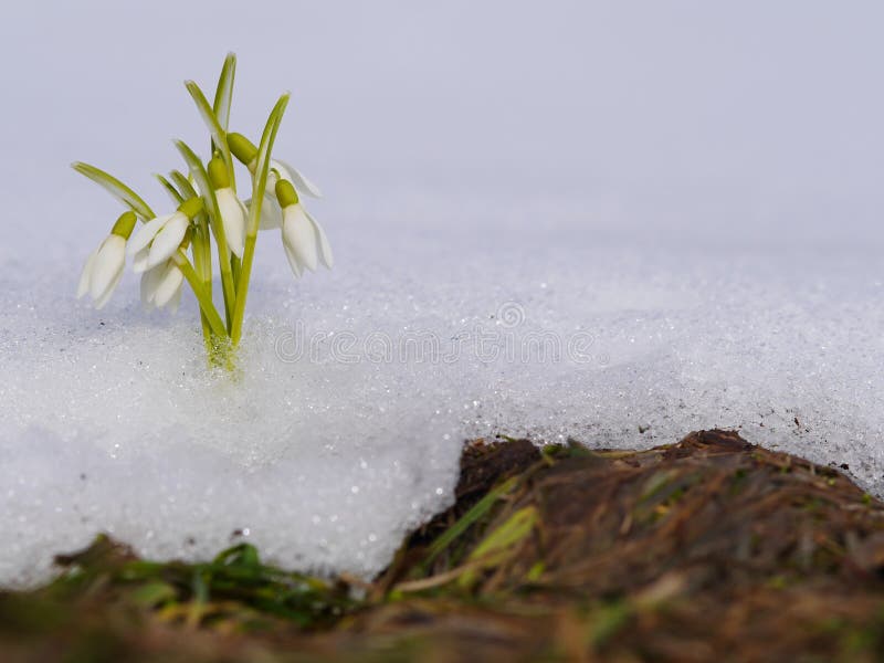 Grupo de crecimiento de flores del snowdrop en nieve