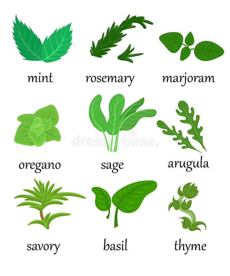 Set of different special herbs which are using in cooking with titles realistic illustration mint basilicas oregano. Set of different special herbs which are using in cooking with titles realistic illustration mint basilicas oregano.