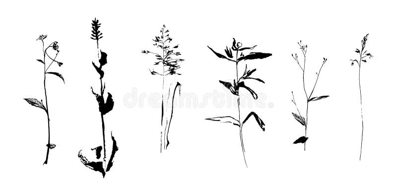 Grupo de ervas tiradas mão do campo da erva daninha Ilustração do vetor do estilo do esboço ou da garatuja ilustração do vetor Grupo de ervas tiradas mão do campo da erva daninha Ilustração do vetor do estilo do esboço ou da garatuja ilustração do vetor