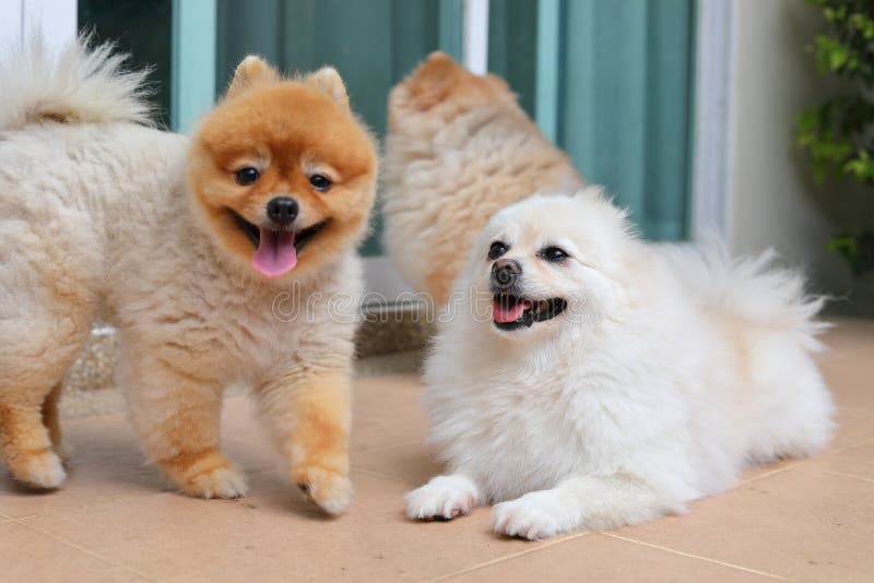Grupo de família bonito dos animais de estimação do cão pomeranian feliz imagens de stock royalty free Grupo de família bonito dos animais de estimação do cão pomeranian feliz imagens de stock royalty free