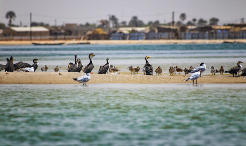 Grupo de faros de sándwich en parques de aves marinas y reservas de Senegal, Ãfrica. Están parados en el agua clara de fotografía de archivo Grupo de faros de sándwich en parques de aves marinas y reservas de Senegal, Ãfrica. Están parados en el agua clara de fotografía de archivo