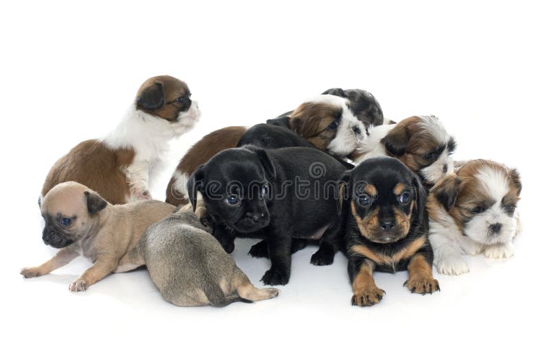 Grupo De Gatinhos E De Filhotes De Cachorro Foto de Stock - Imagem de  cachorros, jogo: 25336556