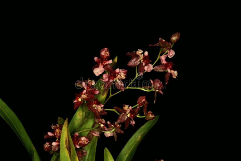 Grupo De Flor Vermelha Muito Pequena Da Orquídea Foto de Stock - Imagem de  jardim, floresta: 95512602