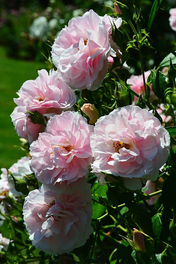 Grupo de flores cor-de-rosa completamente de florescência de escalar Kir cor-de-rosa real, Meilland1993 fotografia de stock Grupo de flores cor-de-rosa completamente de florescência de escalar Kir cor-de-rosa real, Meilland1993 fotografia de stock