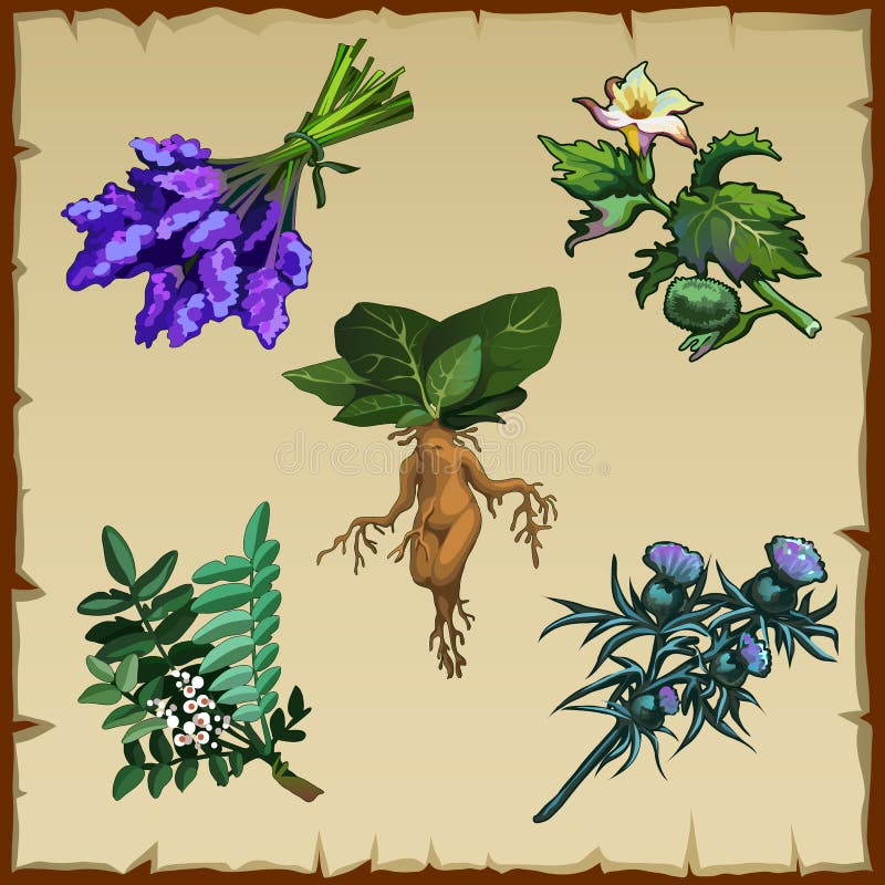 Mandrake Padrão Sem Costura No Estilo De Vintage Flor Mágica