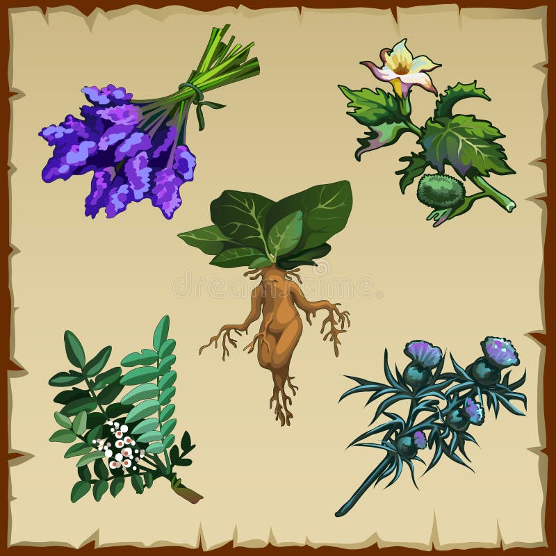 Vetores de Planta Mítica Da Mandrake No Estilo Do Vintage Flor Mágica Da  Fantasia Ingrediente Para A Feitiçaria Desenhado À Mão Esboço Retro Velho  Ilustração Do Vetor e mais imagens de Alemanha 