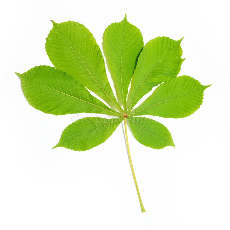 Group of chestnut green leaves isolated on white. Group of chestnut green leaves isolated on white