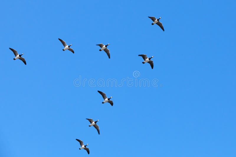 Grupo de gansos canadienses que vuelan en multitud de forma de V