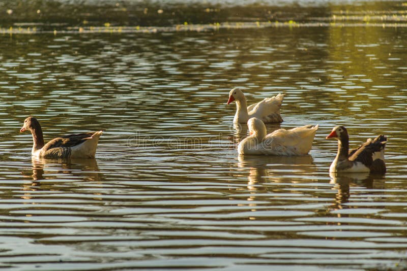 Grupo De Gansos Que Nadan En El Lago Foto de archivo Imagen de grupo