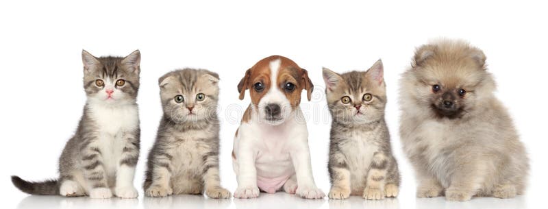 Grupo De Gatinhos E De Filhotes De Cachorro Foto de Stock - Imagem de  cachorros, jogo: 25336556