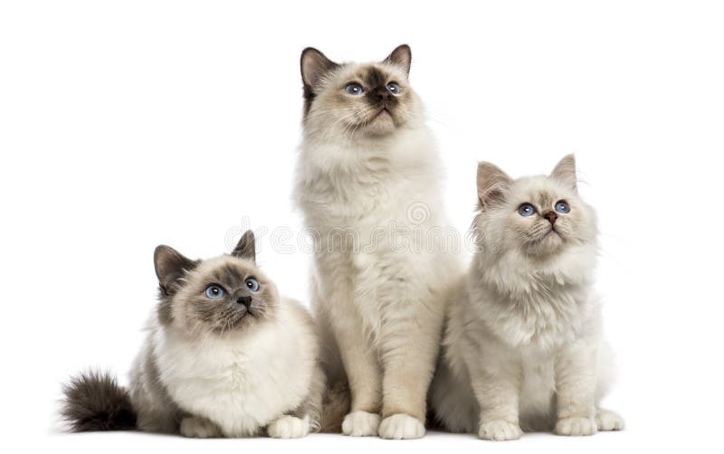 Grupo de gatos de Birman que sentam-se em seguido, foto de stock royalty free Grupo de gatos de Birman que sentam-se em seguido, foto de stock royalty free