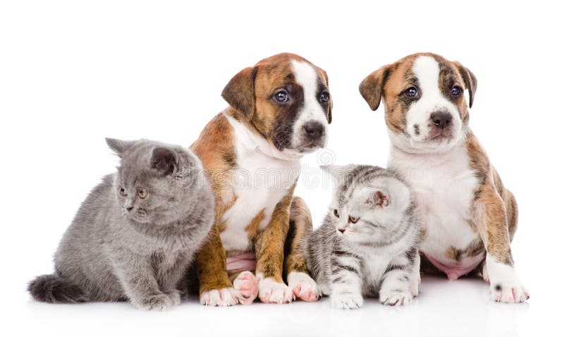 Grupo de gatos y de perros que se sientan en frente En blanco imagen de archivo libre de regalías Grupo de gatos y de perros que se sientan en frente En blanco imagen de archivo libre de regalías