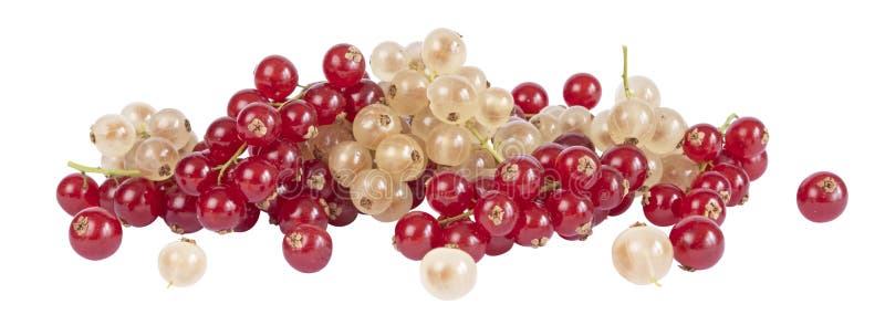 Bunch of red and white currants on a white background. Bunch of red and white currants on a white background