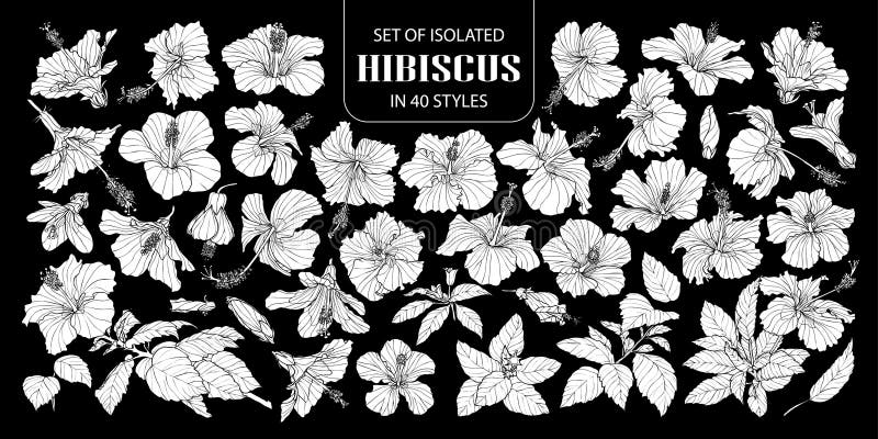 Grupo de hibiscus branco isolado da silhueta em 40 estilos Mão bonito ilustração tirada do vetor da flor no plano branco e no nen ilustração do vetor Grupo de hibiscus branco isolado da silhueta em 40 estilos Mão bonito ilustração tirada do vetor da flor no plano branco e no nen ilustração do vetor