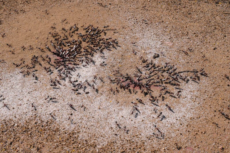 Grupo De Hormigas Macho Con Alas Foto de archivo Imagen de fauna