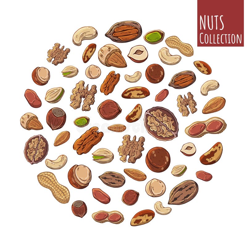 Grupo de ilustrações coloridas do vetor no tema da nutrição; ajuste dos tipos diferentes das porcas Objetos isolados realísticos ilustração stock Grupo de ilustrações coloridas do vetor no tema da nutrição; ajuste dos tipos diferentes das porcas Objetos isolados realísticos ilustração stock