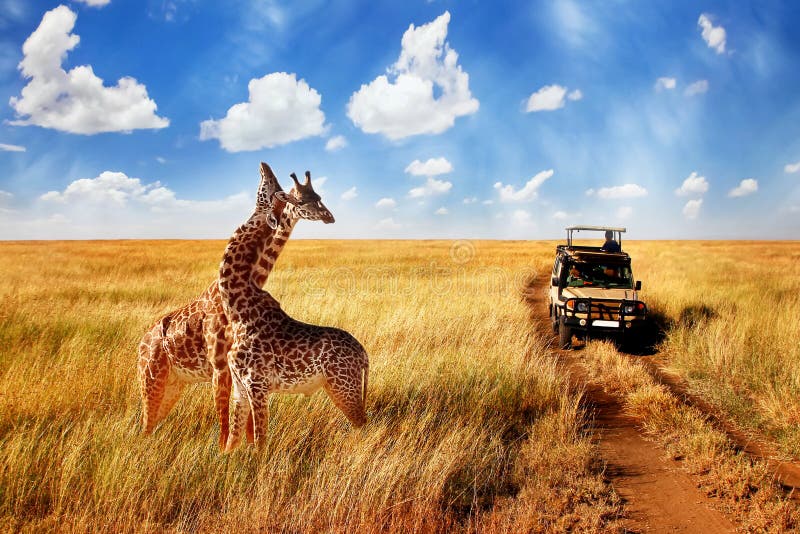 Grupo de jirafas salvajes en sabana africana contra el cielo azul con las nubes cerca del camino tanzania imagen de archivo Grupo de jirafas salvajes en sabana africana contra el cielo azul con las nubes cerca del camino tanzania imagen de archivo