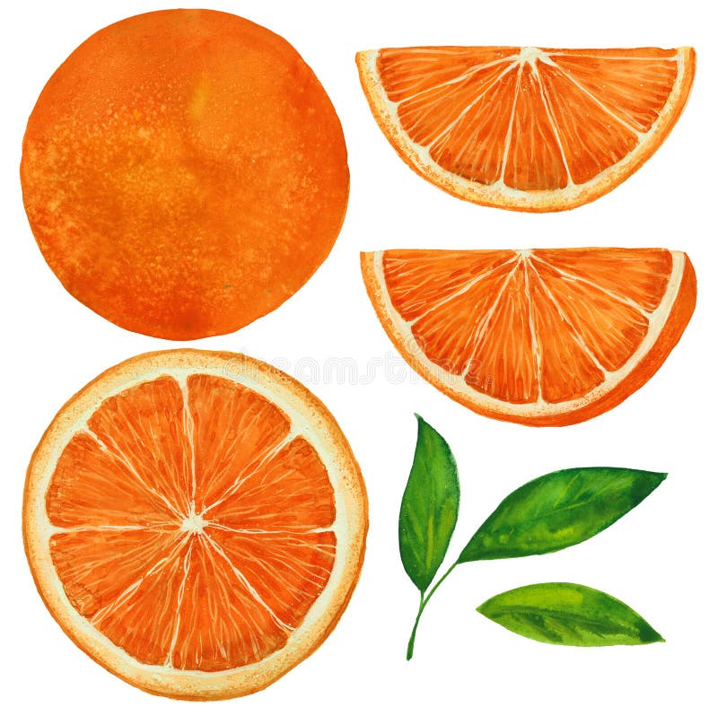 Grupo de laranjas ilustração do vetor Grupo de laranjas ilustração do vetor