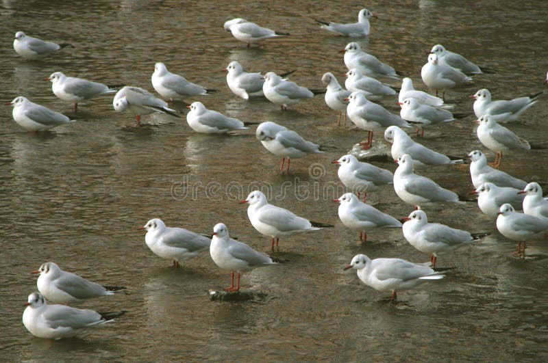 Grupo de los pájaros imágenes de archivo libres de regalías Grupo de los pájaros imágenes de archivo libres de regalías