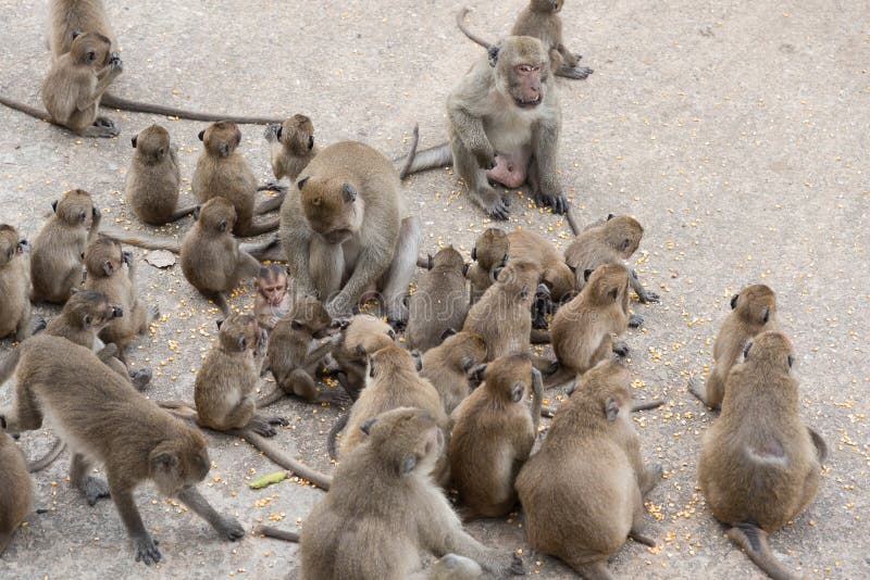 Grupo de macaco das famílias imagens de stock Grupo de macaco das famílias imagens de stock
